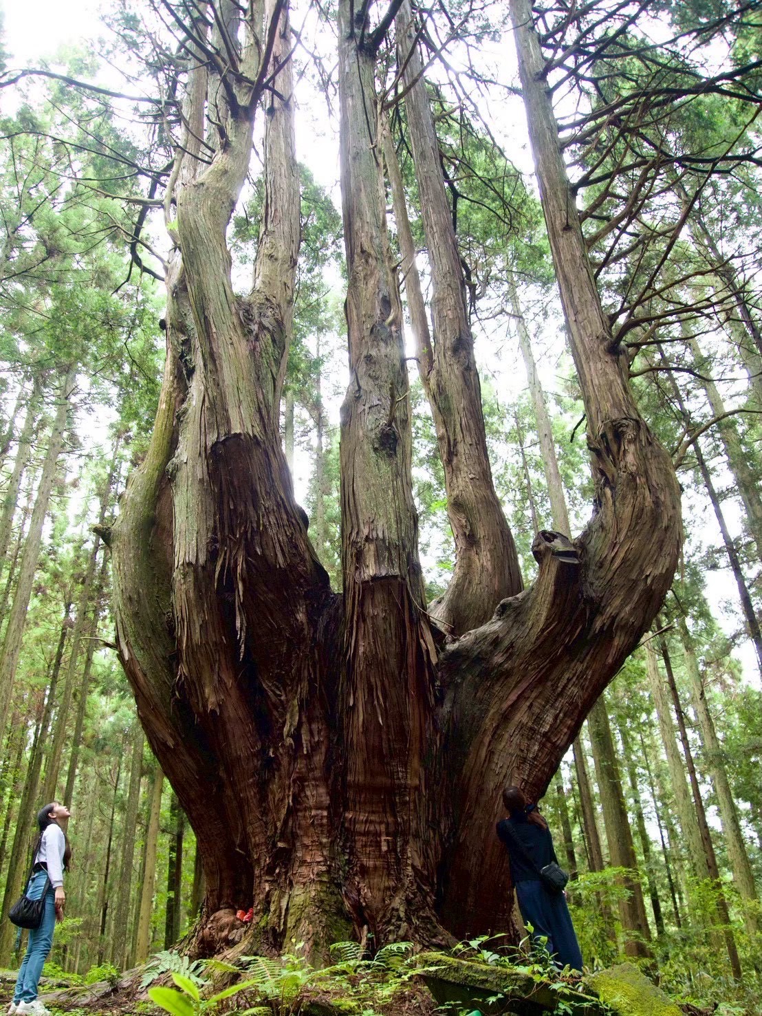 Mahalo 主催者イメージ 7