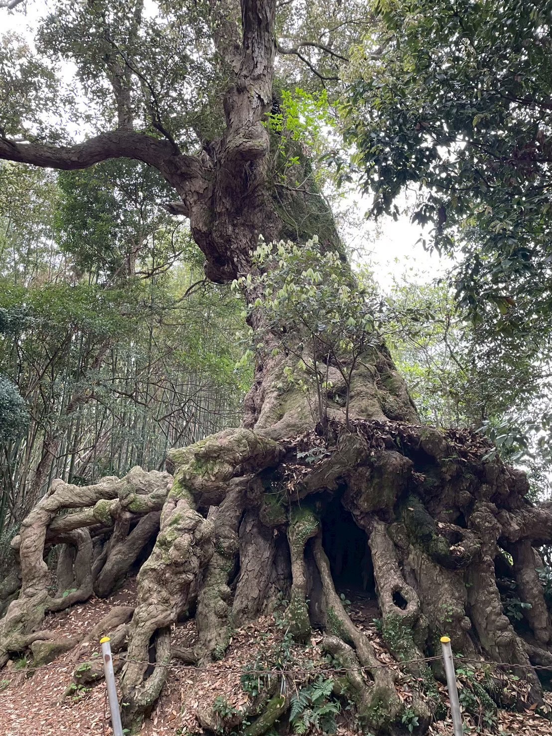 Mahalo 主催者イメージ 9